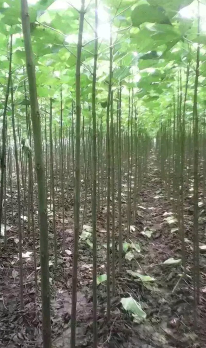 楸树出售：各种工程苗，占地苗，需要的老板和我联系，