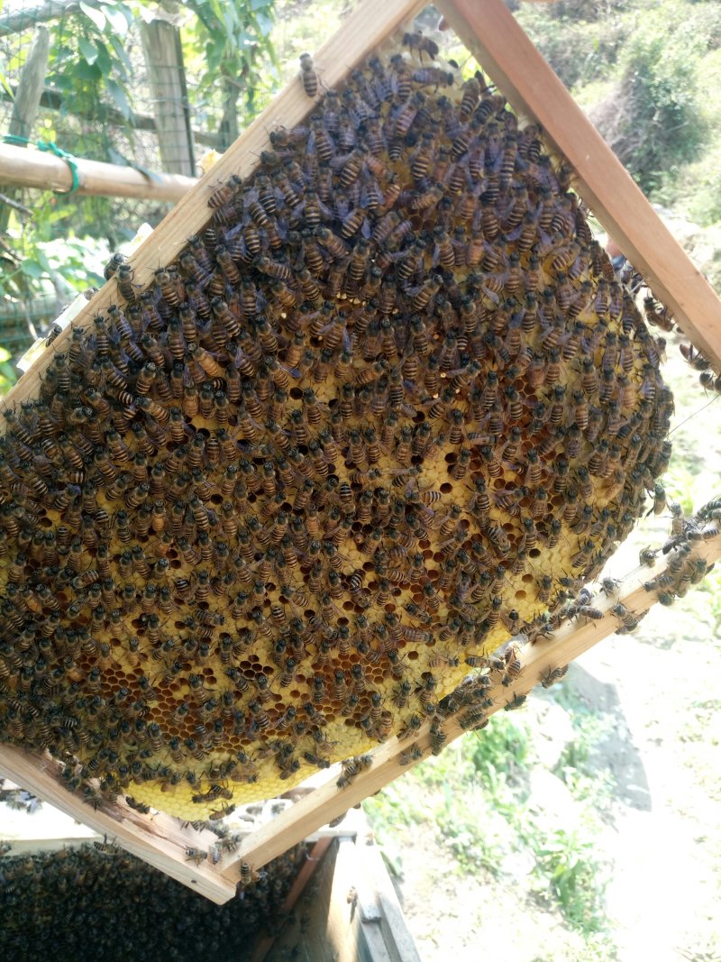 便宜出售靓货，蜂好，仔脾好，中蜂蜂群