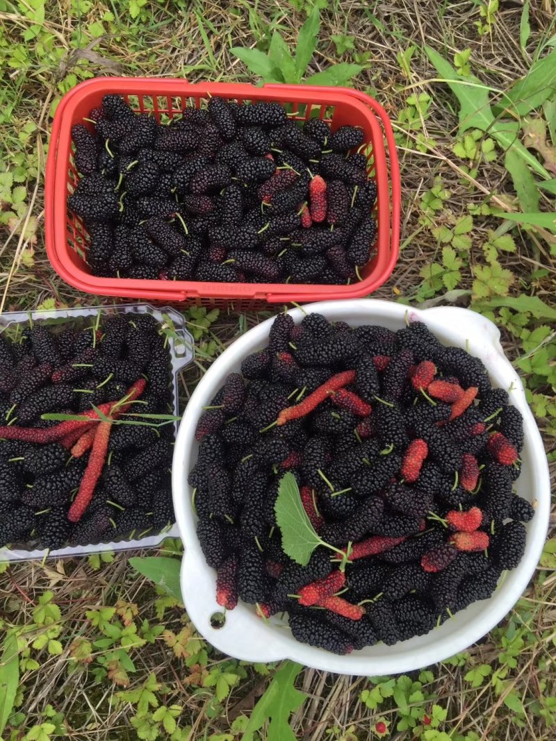 无籽大十果桑苗果大味甜（基地直供现挖发货）