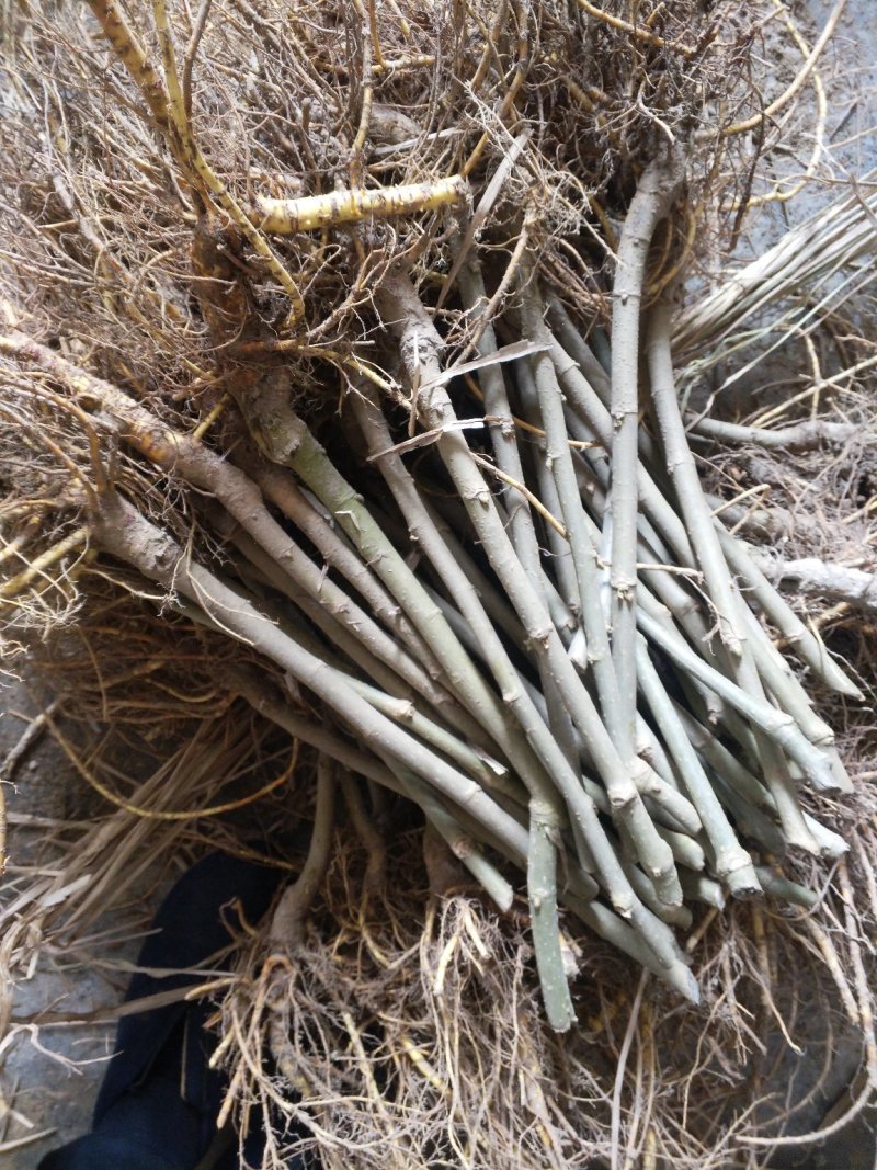 无籽大十果桑苗果大味甜（基地直供现挖发货）