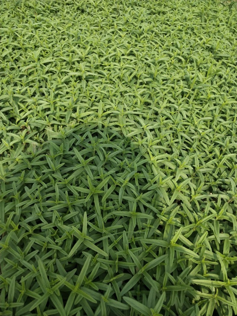 丹参种苗
