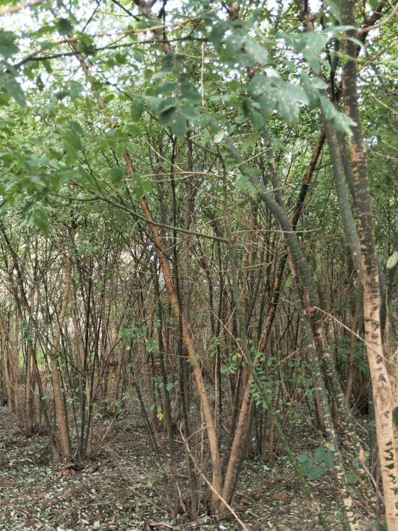 从生国塊出售：各种工程苗，占地苗，需要的老板和我联系，