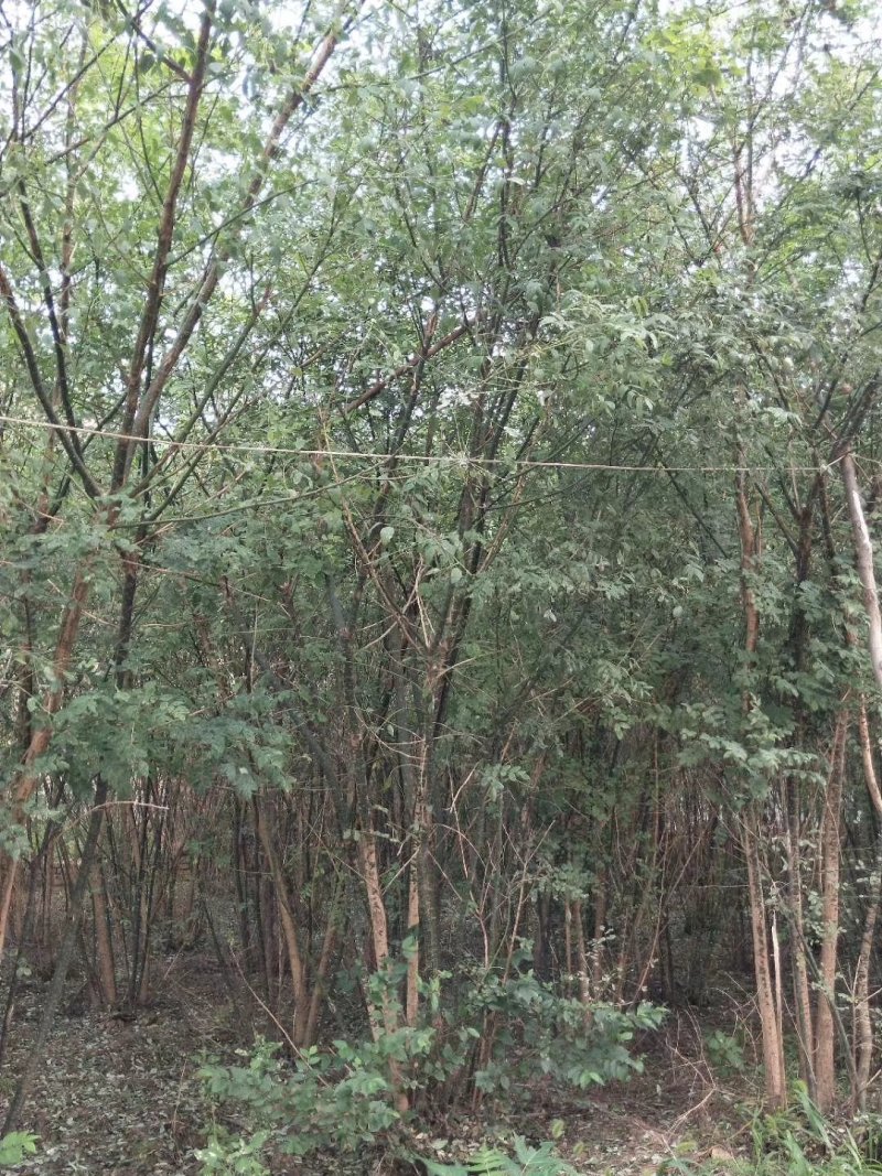 从生国塊出售：各种工程苗，占地苗，需要的老板和我联系，