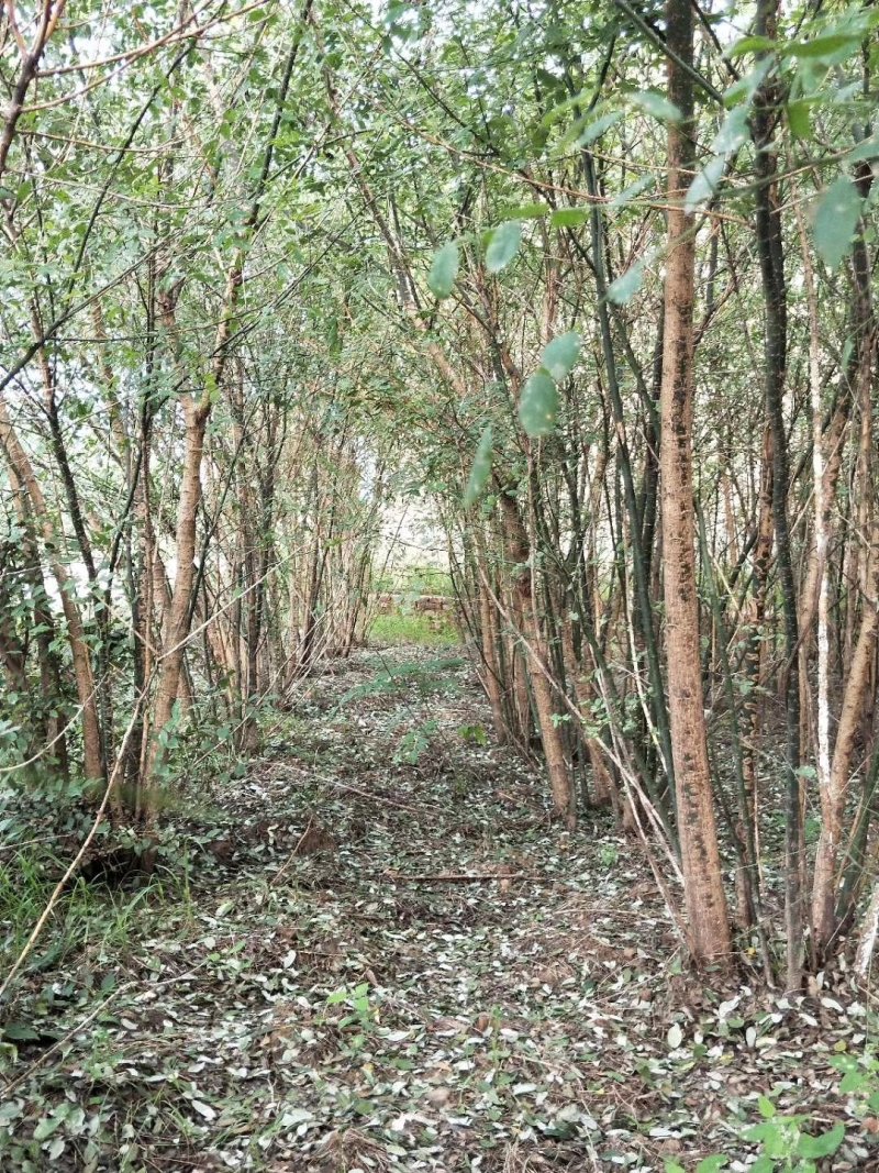 从生国塊出售：各种工程苗，占地苗，需要的老板和我联系，