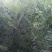 文冠果苗