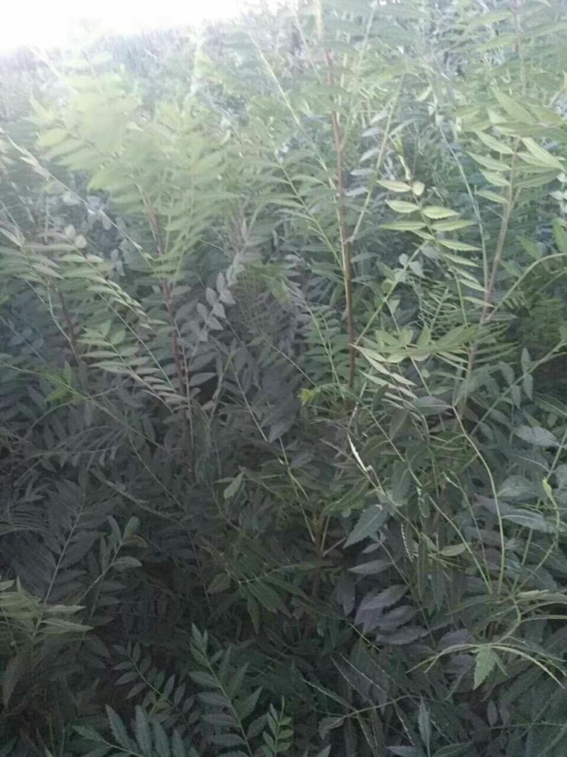 文冠果苗