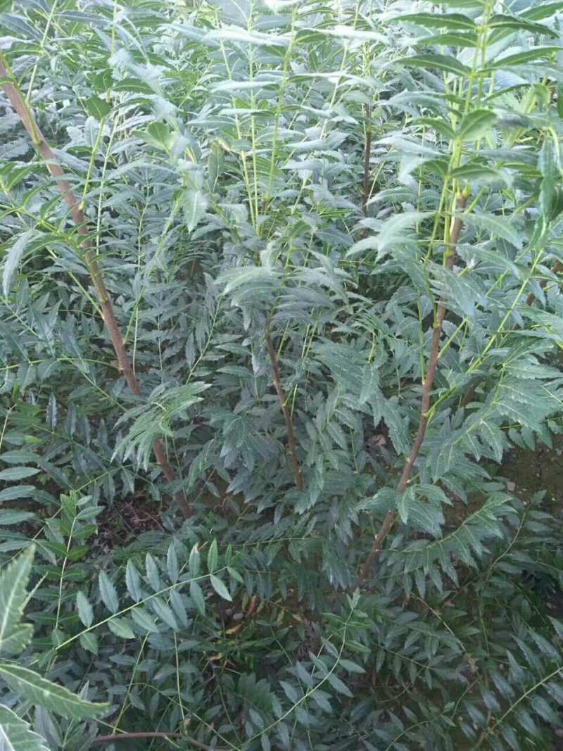 文冠果苗