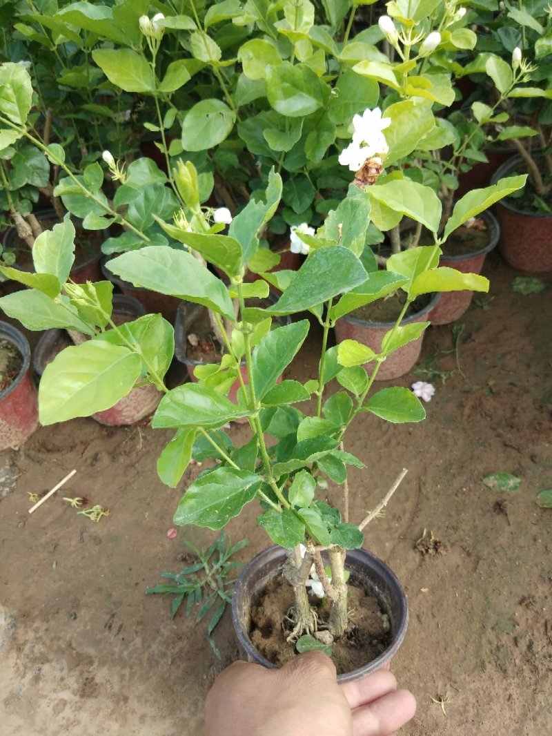 茉莉花盆栽茉莉花带花苞发货基地直销