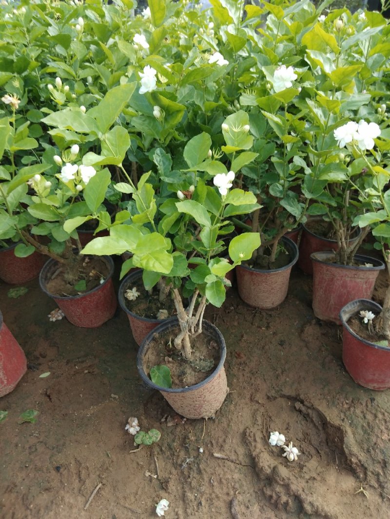 茉莉花盆栽茉莉花带花苞发货基地直销