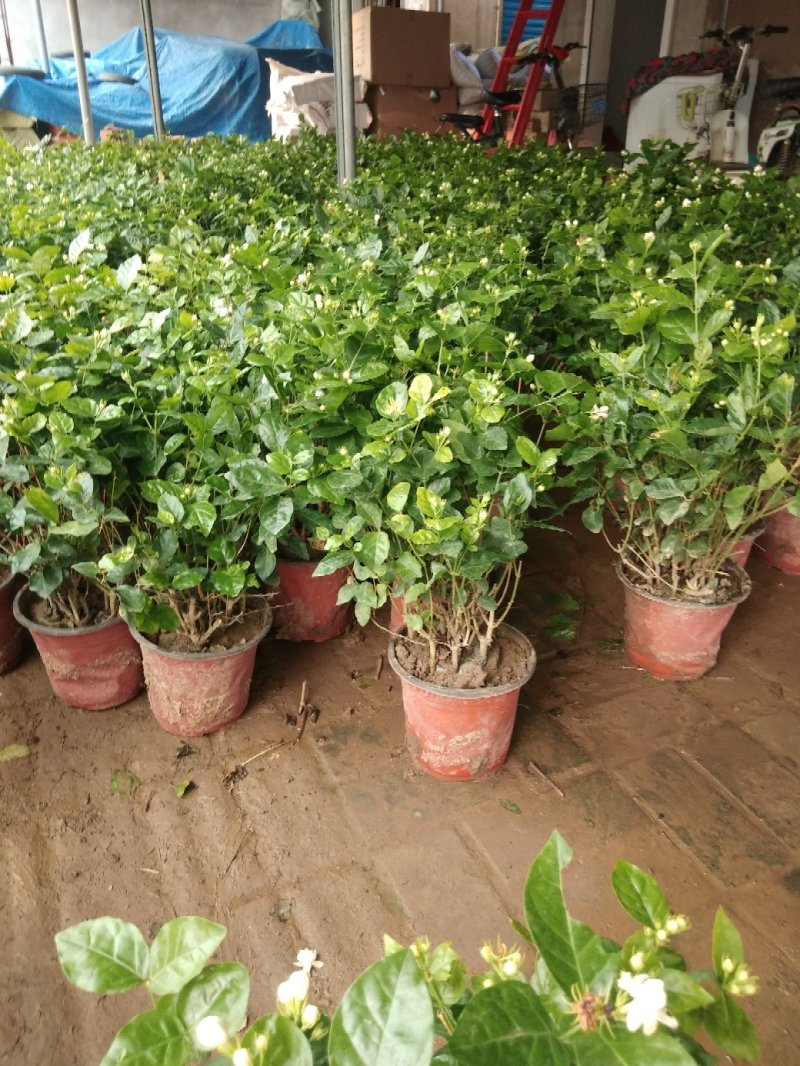 茉莉花盆栽茉莉花带花苞发货基地直销
