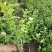 茉莉花盆栽茉莉花带花苞发货基地直销