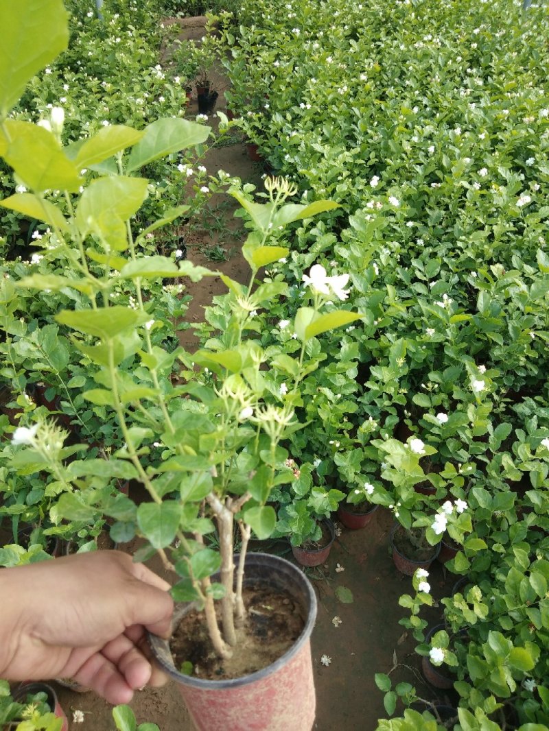 茉莉花盆栽茉莉花带花苞发货基地直销