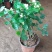 茉莉花盆栽茉莉花带花苞发货基地直销
