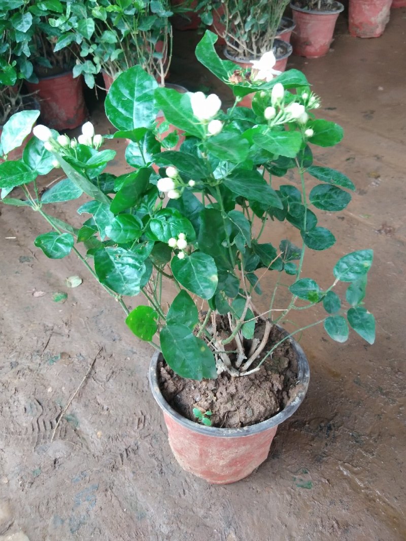 茉莉花盆栽茉莉花带花苞发货基地直销