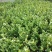 茉莉花盆栽茉莉花带花苞发货基地直销