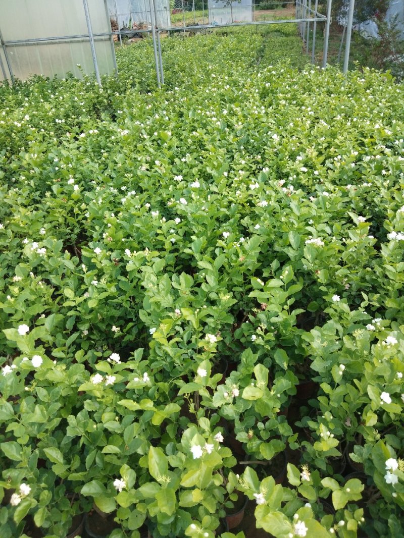 茉莉花盆栽茉莉花带花苞发货基地直销