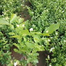 茉莉花盆栽茉莉花带花苞发货基地直销