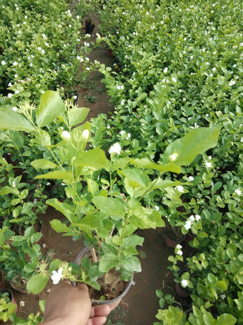 茉莉花盆栽茉莉花带花苞发货基地直销
