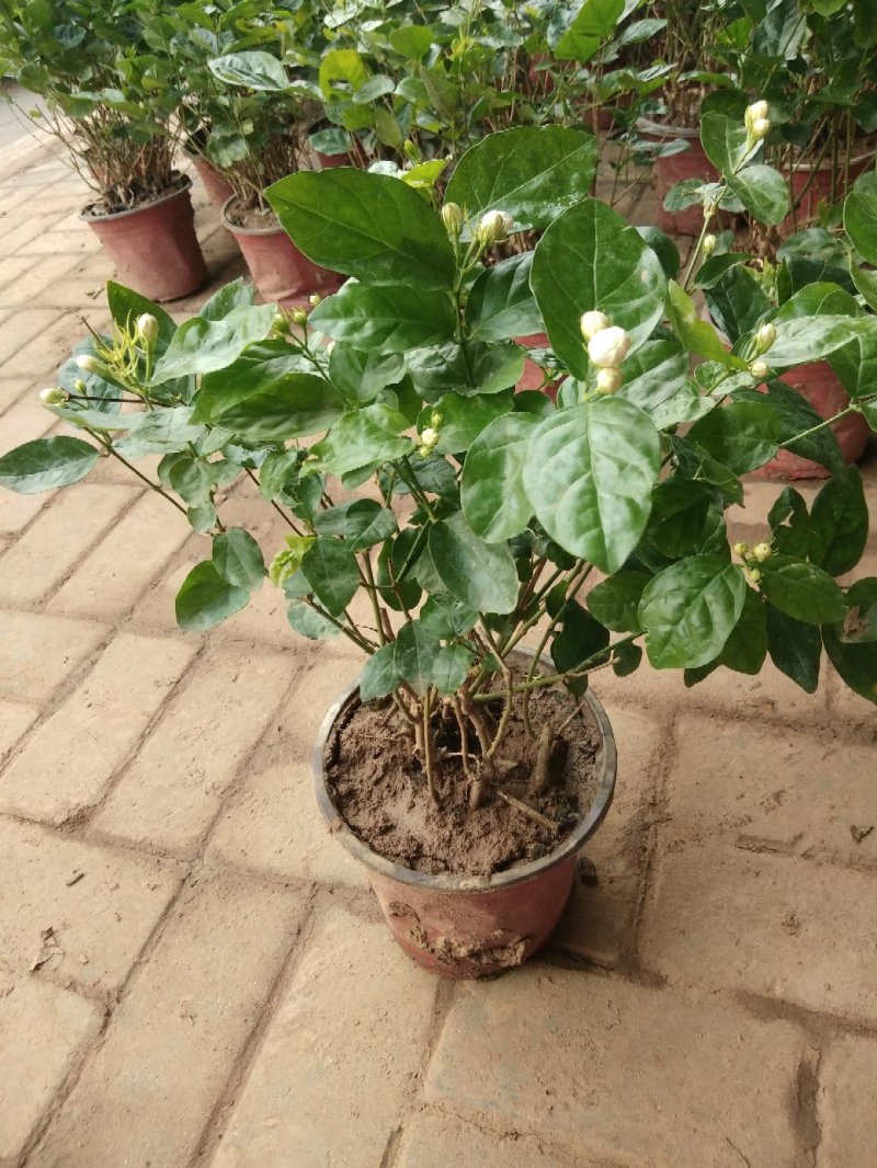 茉莉花盆栽茉莉花带花苞发货基地直销