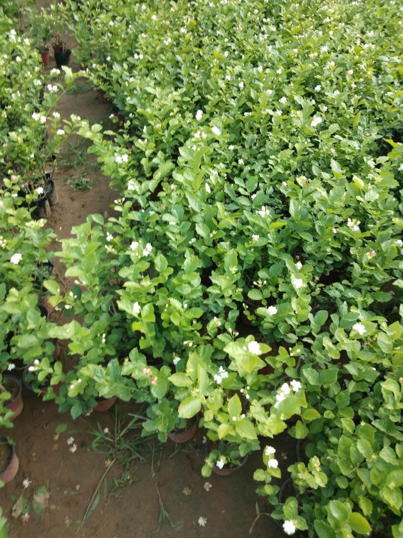 茉莉花盆栽茉莉花带花苞发货基地直销