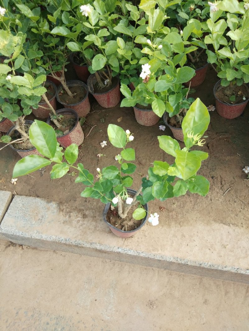 茉莉花盆栽茉莉花带花苞发货基地直销