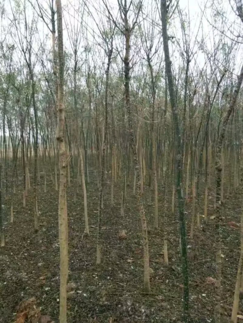 国槐出售：各种工程苗，占地苗，需要的老板和我联系，