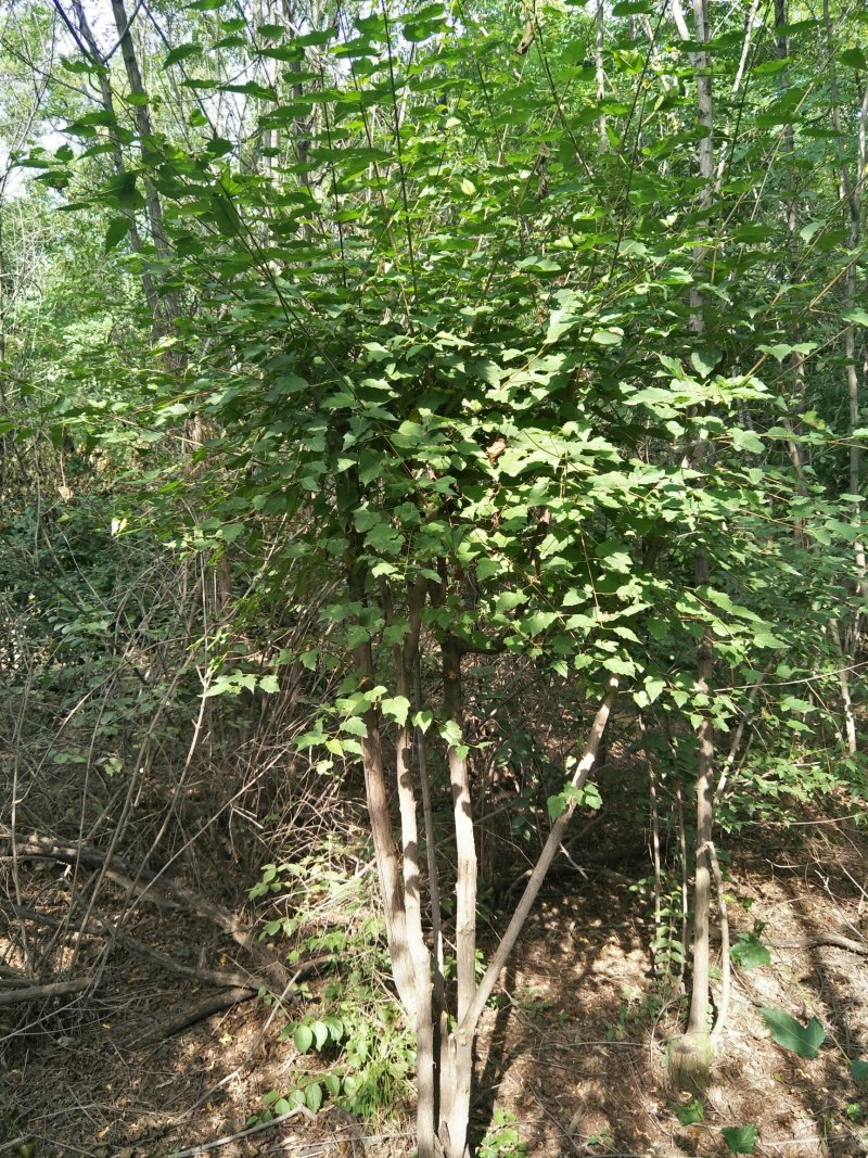 茶条槭基地