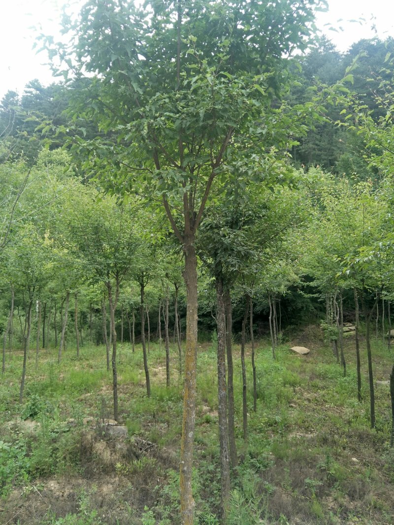 茶条槭基地