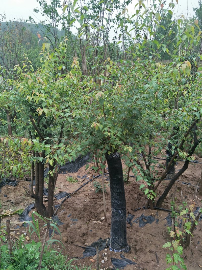 茶条槭基地