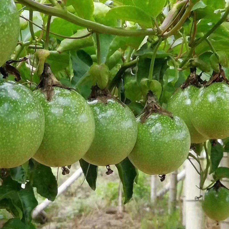 黄金百香果百香果大量批发黄金大果现摘现发应季新鲜水果黄皮