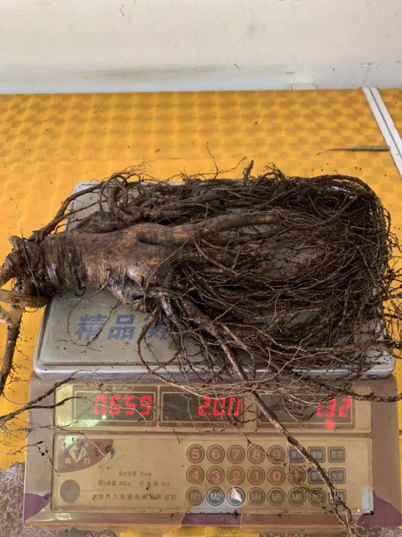 长白山新鲜人参1根一斤以上