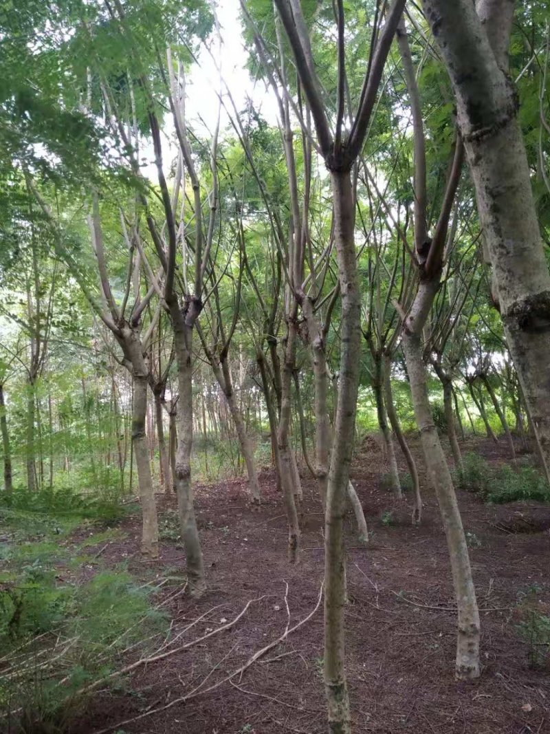 蓝花楹