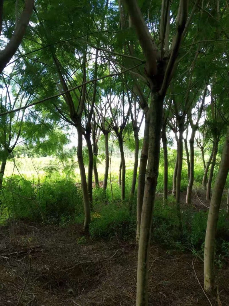 蓝花楹