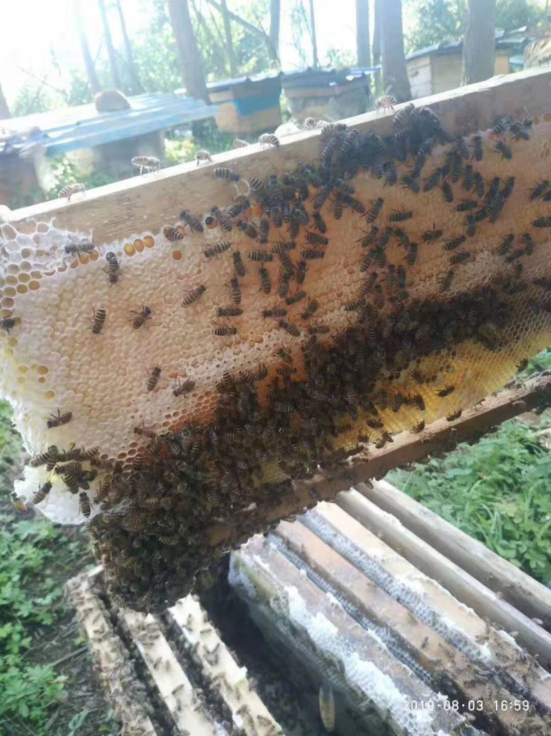 【一件代发】蜂蜜，自家养，无添加不喂白糖