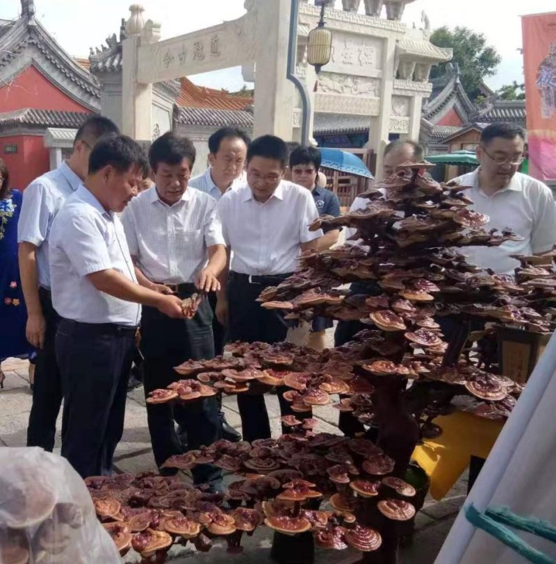 灵芝