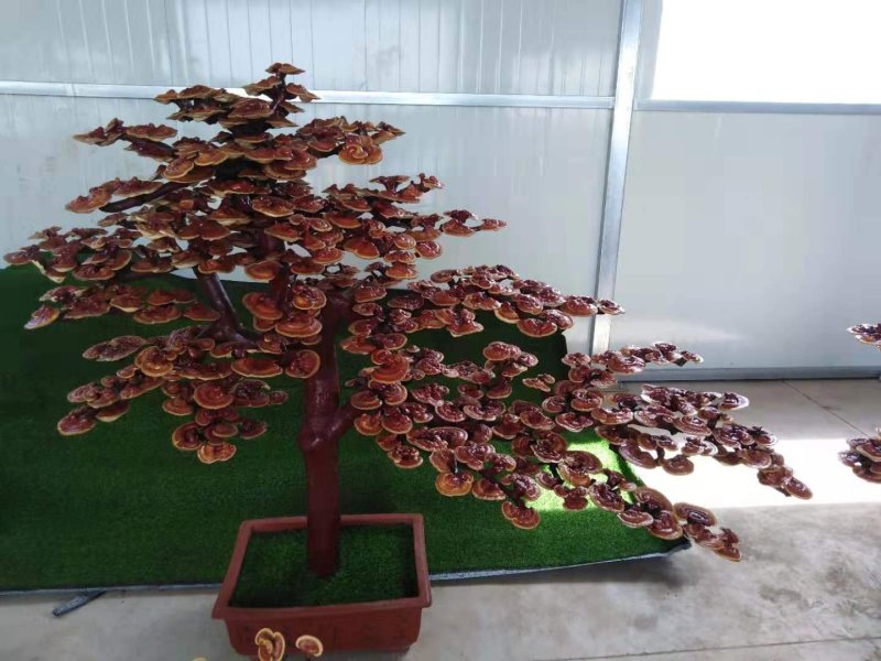 灵芝