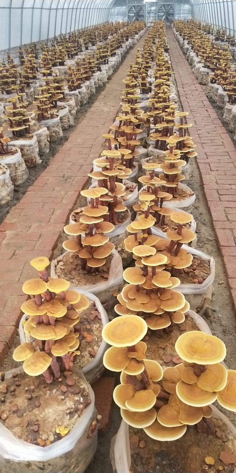灵芝