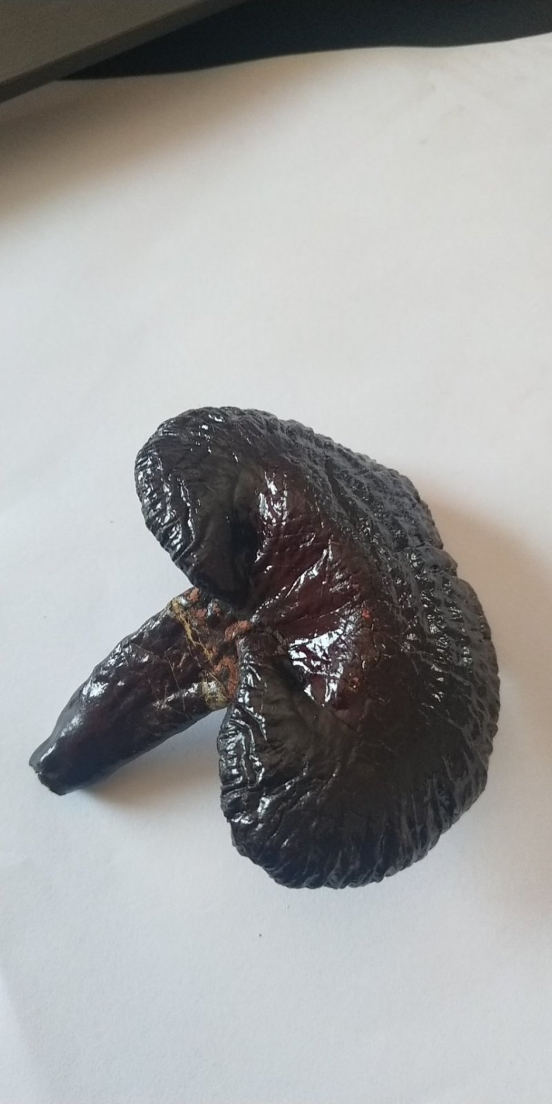灵芝