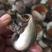 香螺红香螺猫眼螺香螺鲜活猫眼螺各种规格都有
