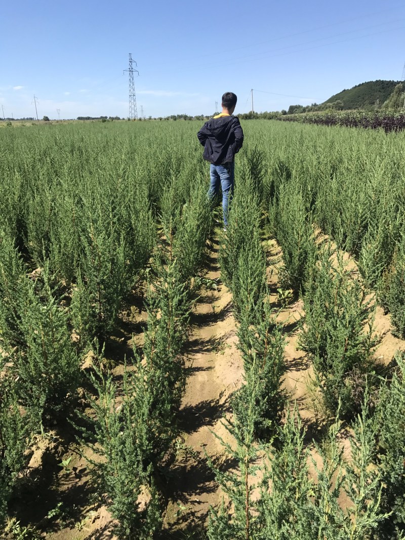 出售丹东侩柏树60-80公分高80-1米高度