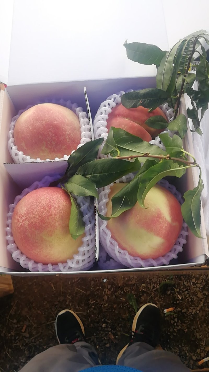 丽江雪桃来自丽江的礼物一个桃子一斤重