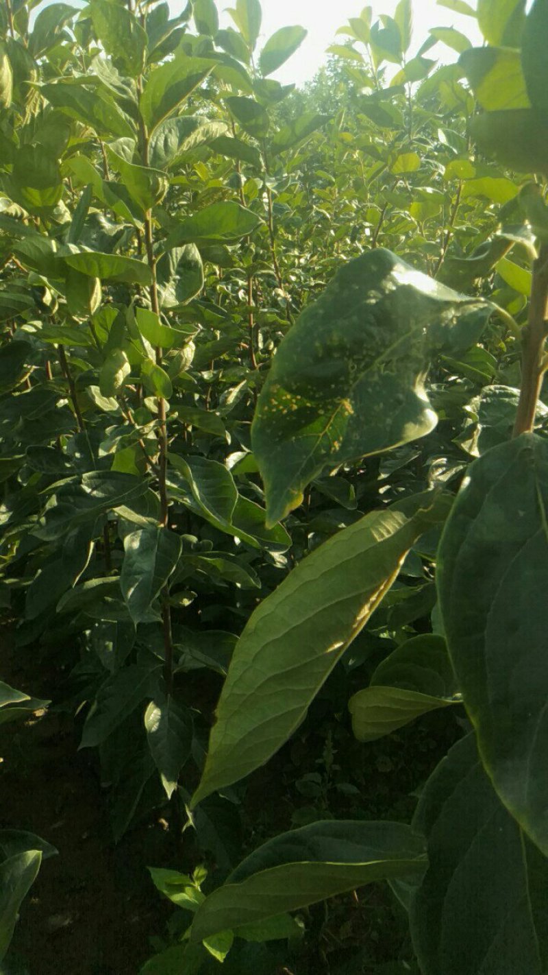 运城，阳丰甜柿树苗，摘下来就能吃，不用水泡，味美色好
