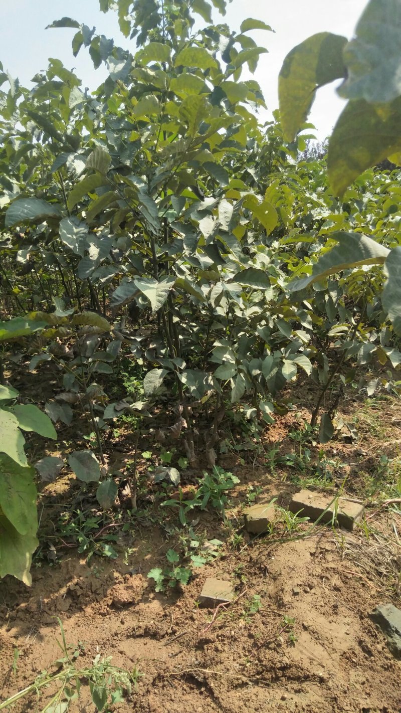 运城，阳丰甜柿树苗，摘下来就能吃，不用水泡，味美色好