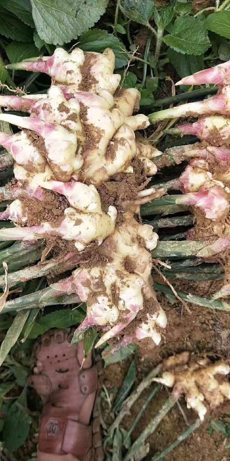 新姜，有需要的老板速度