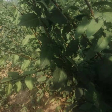 钙果苗，1一2年苗200万左右，大量供应，用的老板来电。