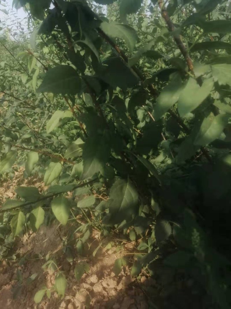 钙果苗，1一2年苗200万左右，大量供应，用的老板来电。