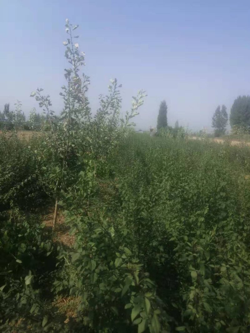 钙果苗，1一2年苗200万左右，大量供应，用的老板来电。
