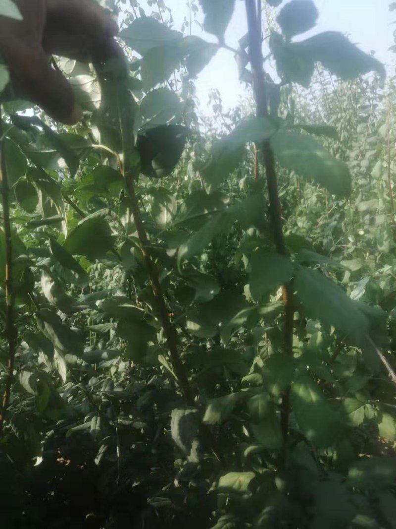 钙果苗，1一2年苗200万左右，大量供应，用的老板来电。