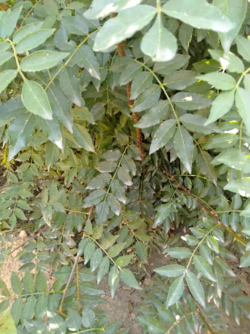 钙果苗，1一2年苗200万左右，大量供应，用的老板来电。