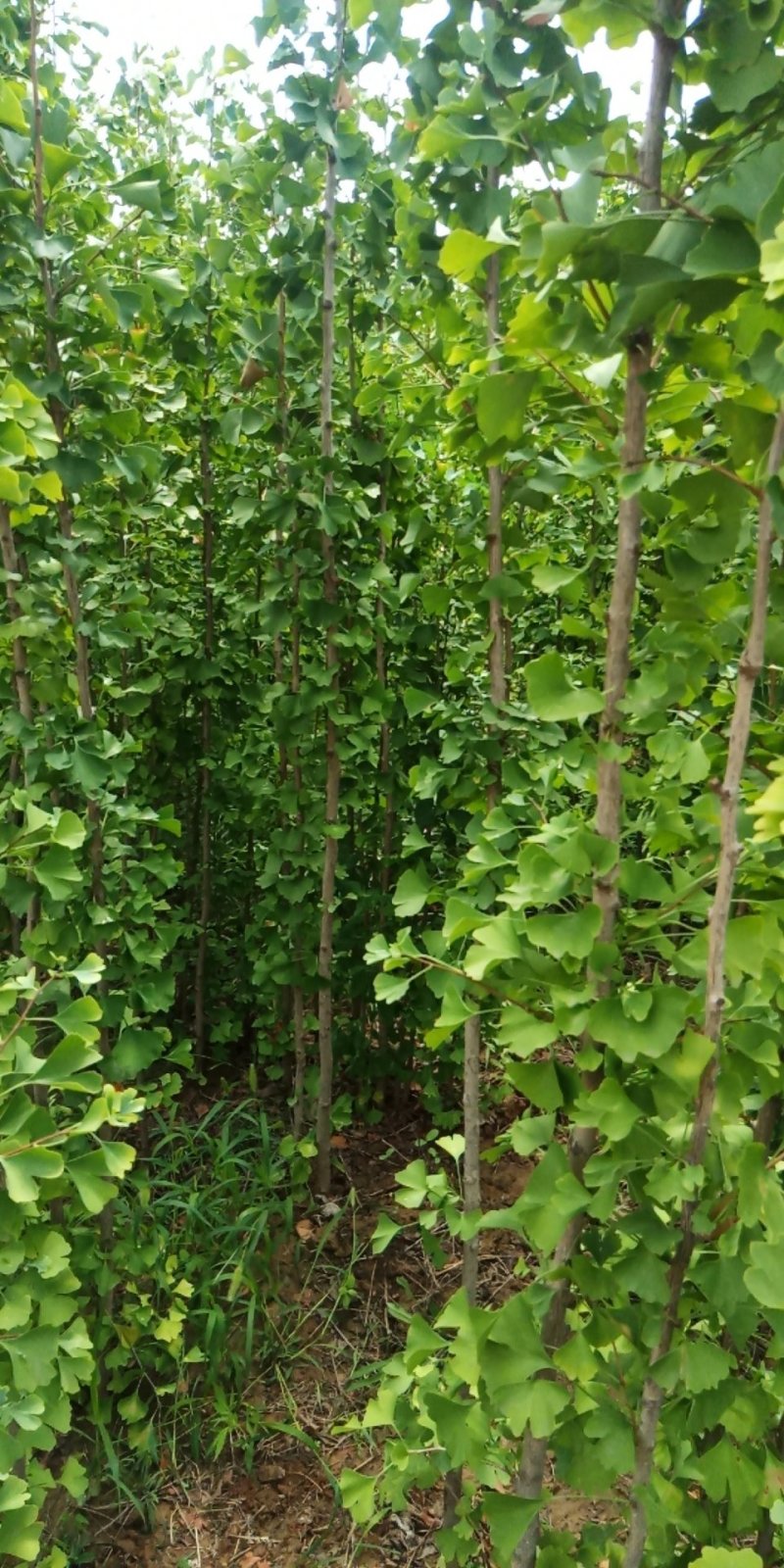 钙果苗，1一2年苗200万左右，大量供应，用的老板来电。